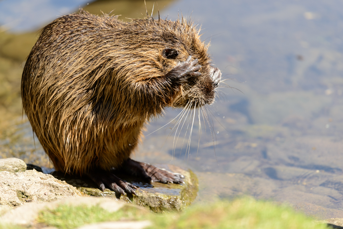 Biberratte oder so... :-)