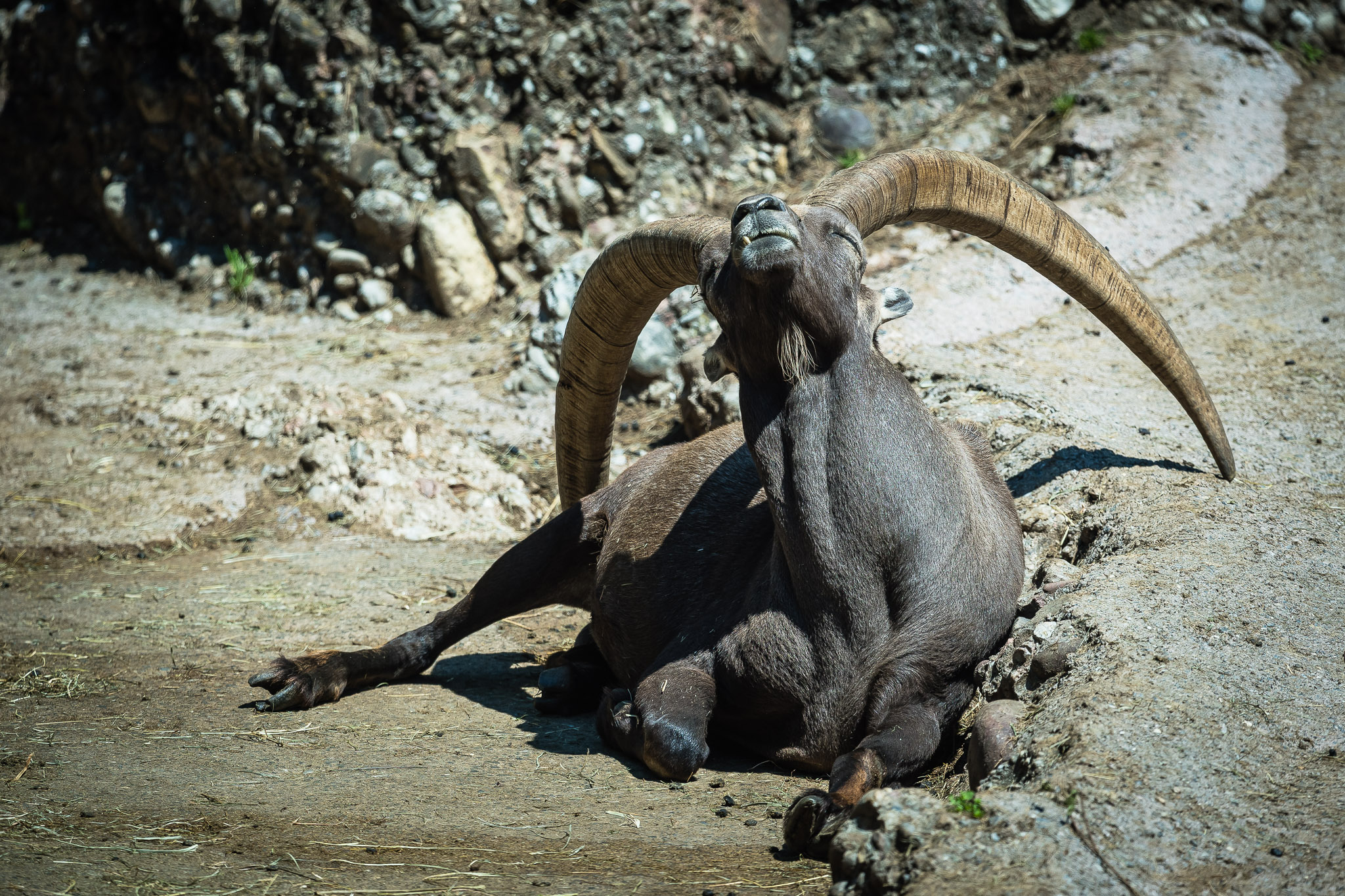 Schwere Hörner (TPAG)
