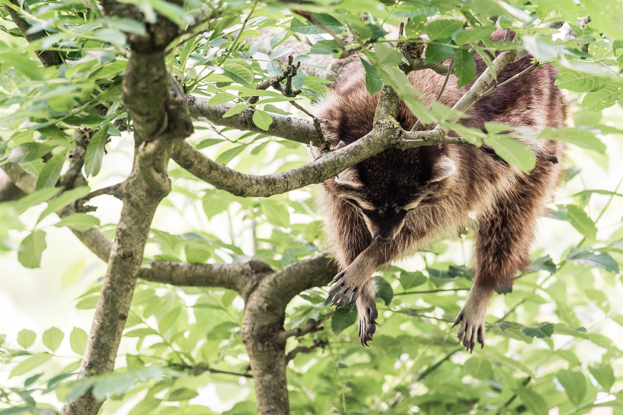 Fauler Waschbär (TPAG)