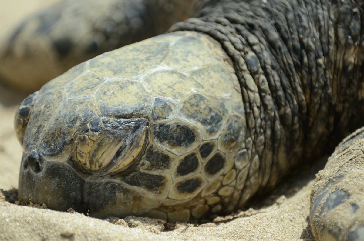 Green Turtle Oahu Northbeach